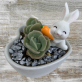 Bulk Buy Plant Gifts | Succulent Gift Delivery